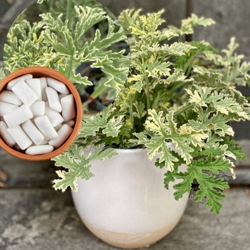 Pelargonium 'Grandeur® Odorata Peppermint' - Pelargoon 'Grandeur® Odorata Peppermint'   